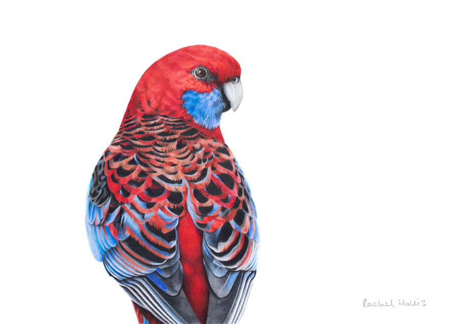 Crimson rosella — Chippy